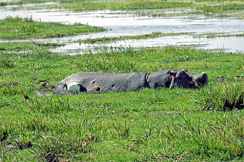 Kenia (242)